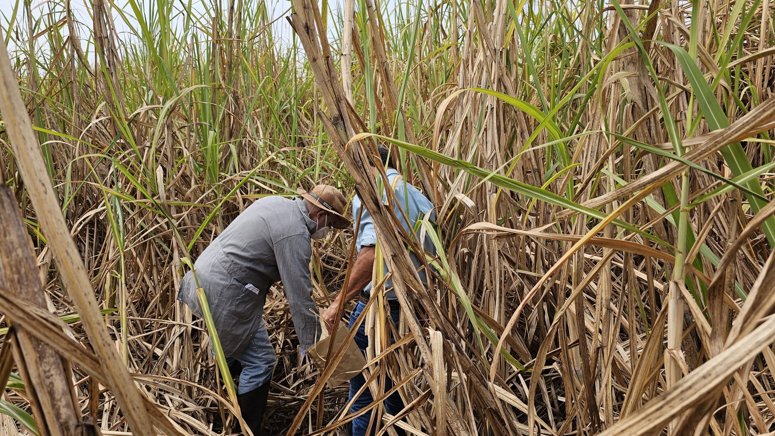Síndrome do murchamento da cana: como identificar e tratar esse problema no campo