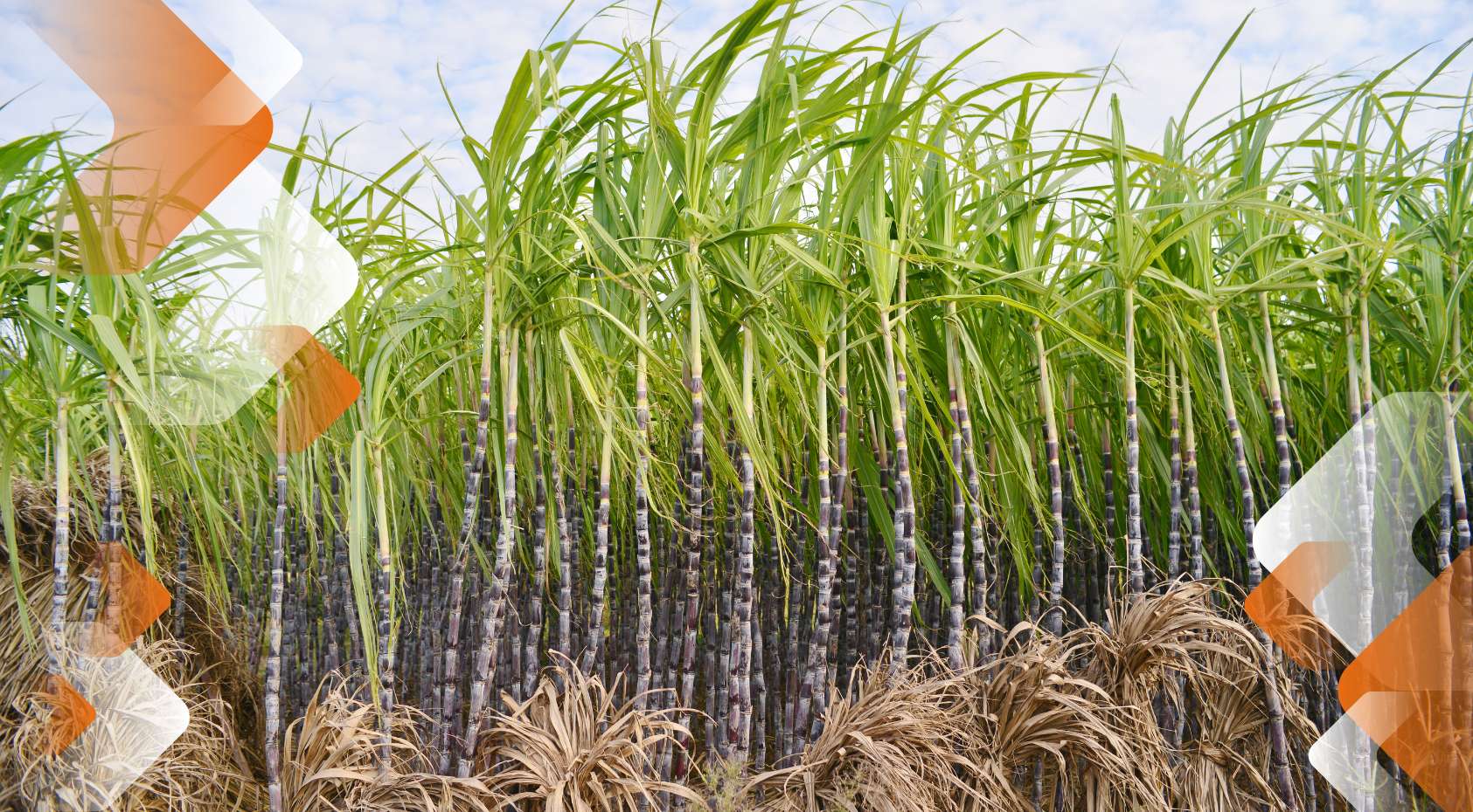 5 estratégias eficazes para o controle de plantas daninhas na cana-de-açúcar