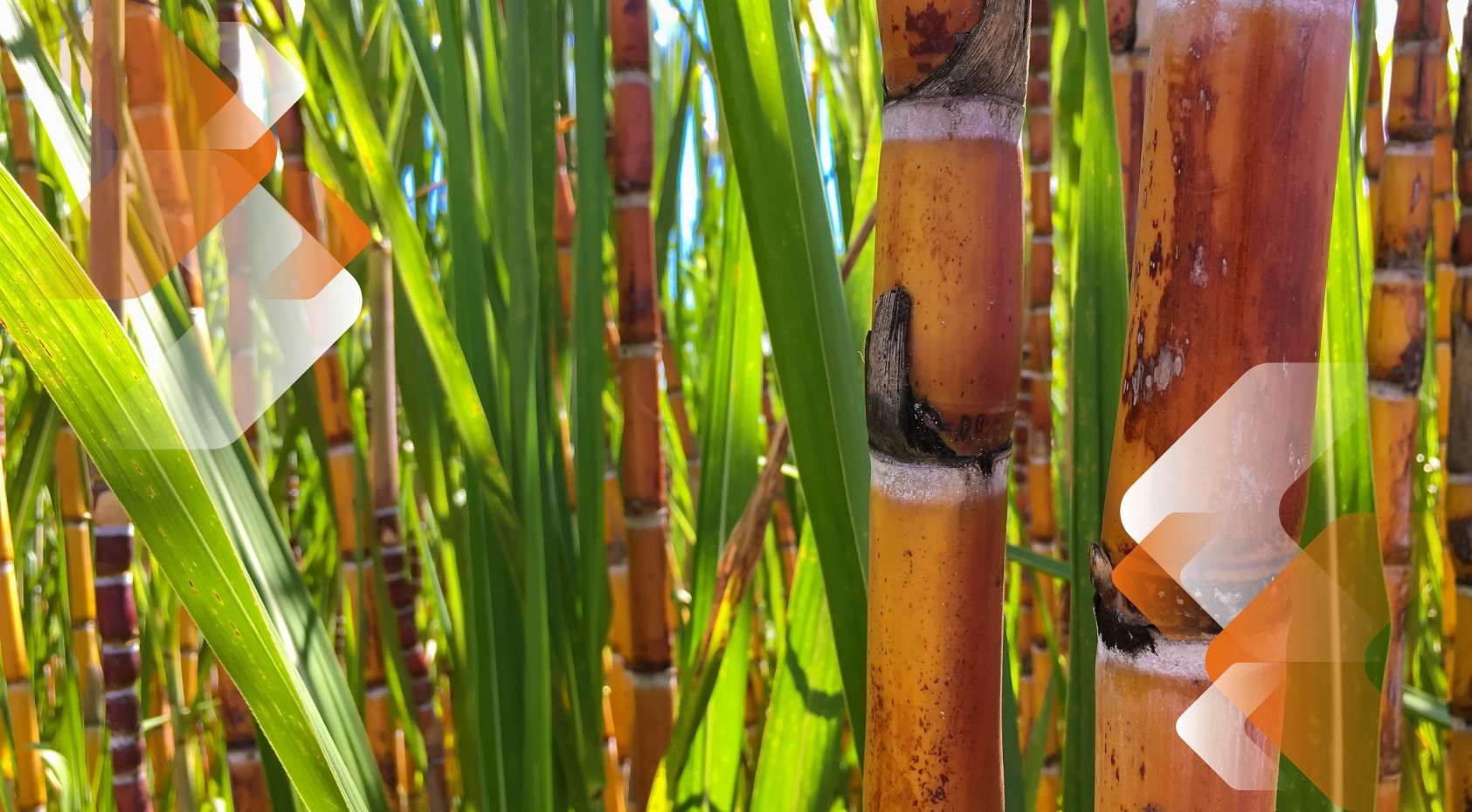 Panorama do mercado canavieiro: tendências e desafios para a próxima safra